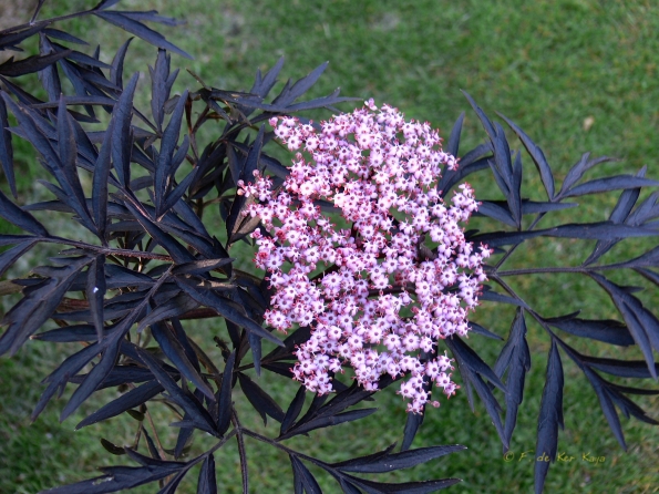 Bois des Moutiers (60) Juin 2012